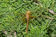 Neurocordulia xanthosoma