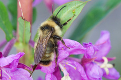 Bombus flavidus flavidus