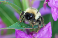 Bombus flavidus flavidus