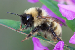 Bombus flavidus flavidus