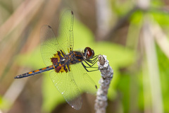 Celithemis ornata
