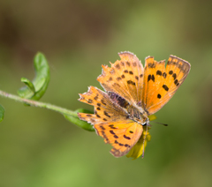 Lycaena ottomanus