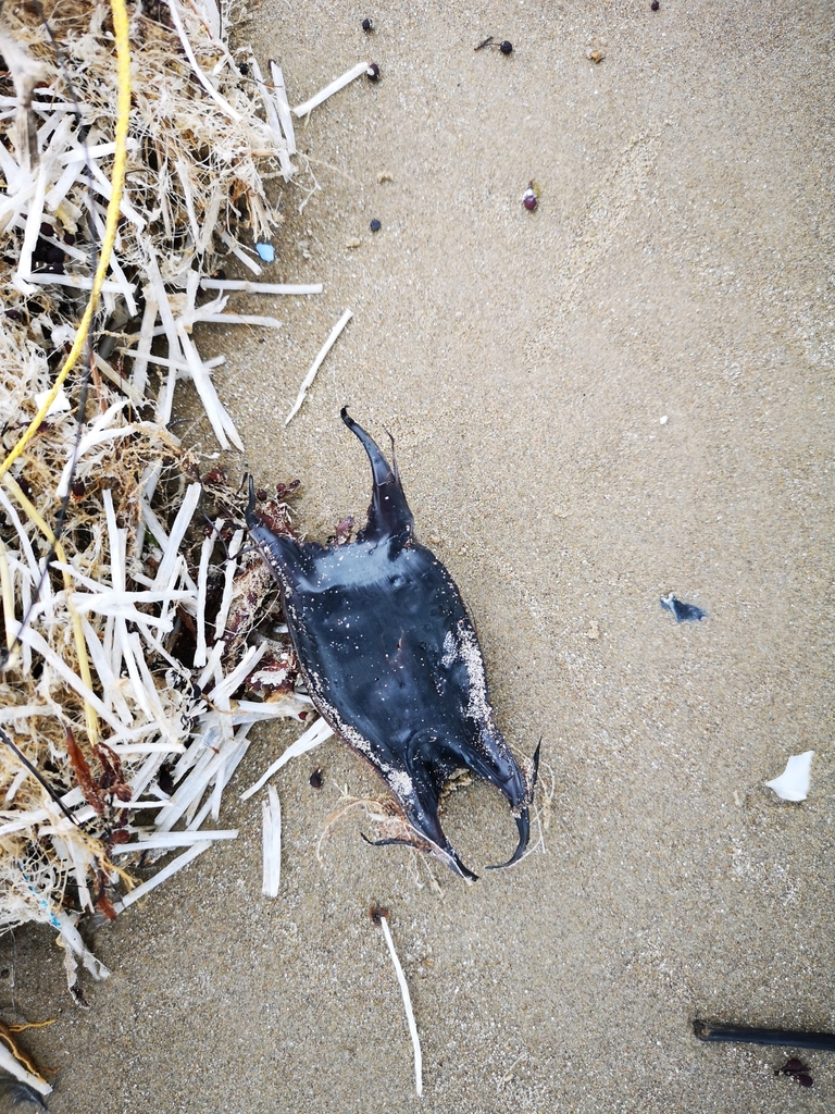 clearnose skate