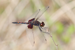 Celithemis ornata