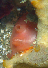 Cnemidocarpa finmarkiensis