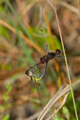 Celithemis ornata