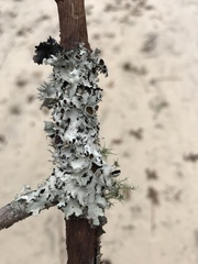 Parmotrema submarginale