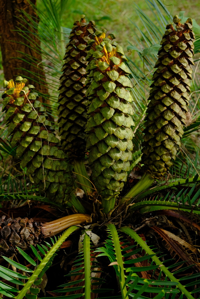 Encephalartos schmitzii
