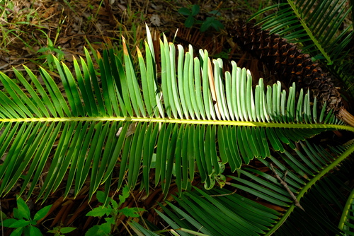 Encephalartos schmitzii image