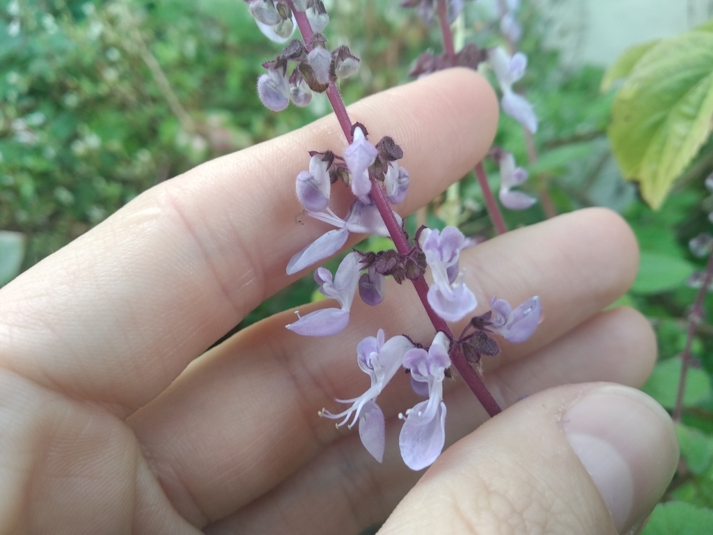 Coleus madagascariensis, Harfield Village, Claremont, Cape Town, 7708, South Africa