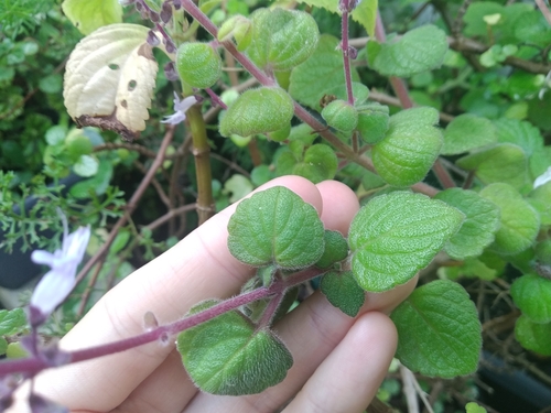 Coleus madagascariensis
