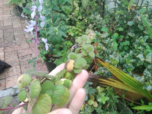 Coleus madagascariensis