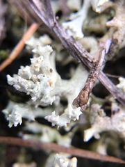 Cladonia caroliniana