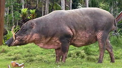 Malenge Babirusa photo 2