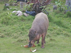 Malenge Babirusa photo 3