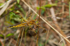 Libellula semifasciata