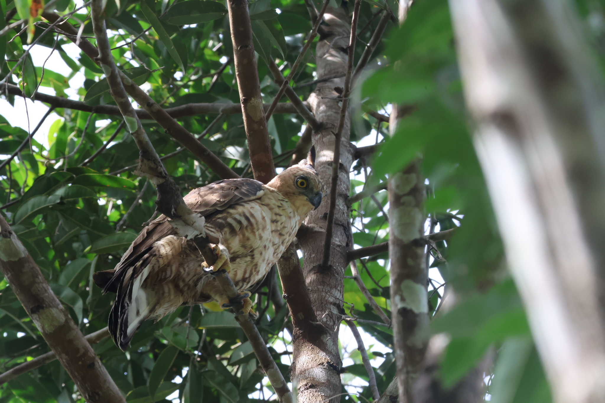 Wallace's Hawk-Eagle (Nisaetus nanus)
