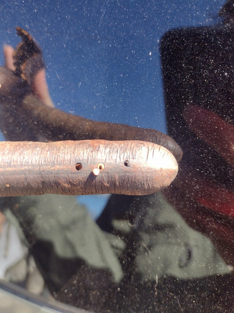 Cassia seed borer