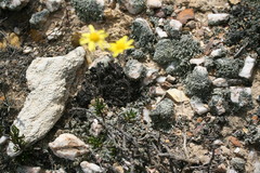 Euryops subcarnosus