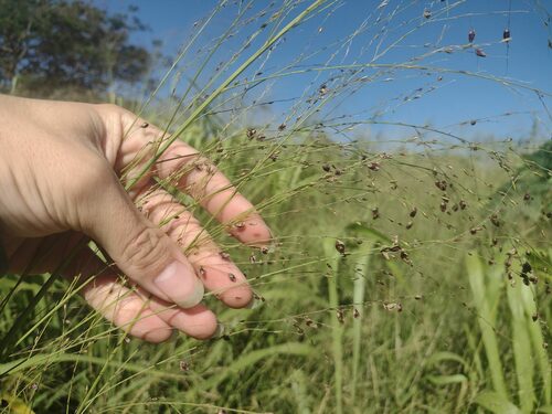 Conidiosporomyces ayresii