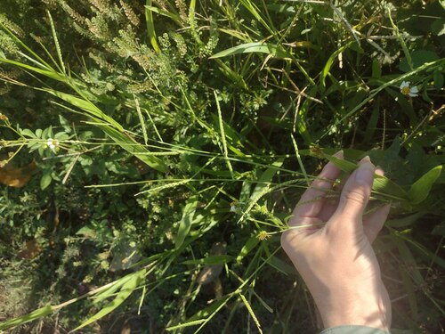 Urochloa plantaginea observed 2023-04-16