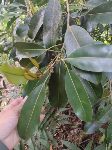 'ala'a (Planchonella sandwicensis)