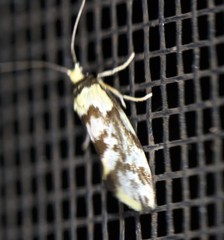 Lactura cristata