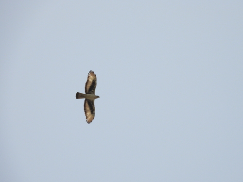 African Hawk-Eagle