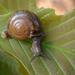 Horntail Snail - Photo (c) Kim, Hyun-tae, some rights reserved (CC BY-NC-SA), uploaded by Kim, Hyun-tae