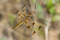 Libellula semifasciata