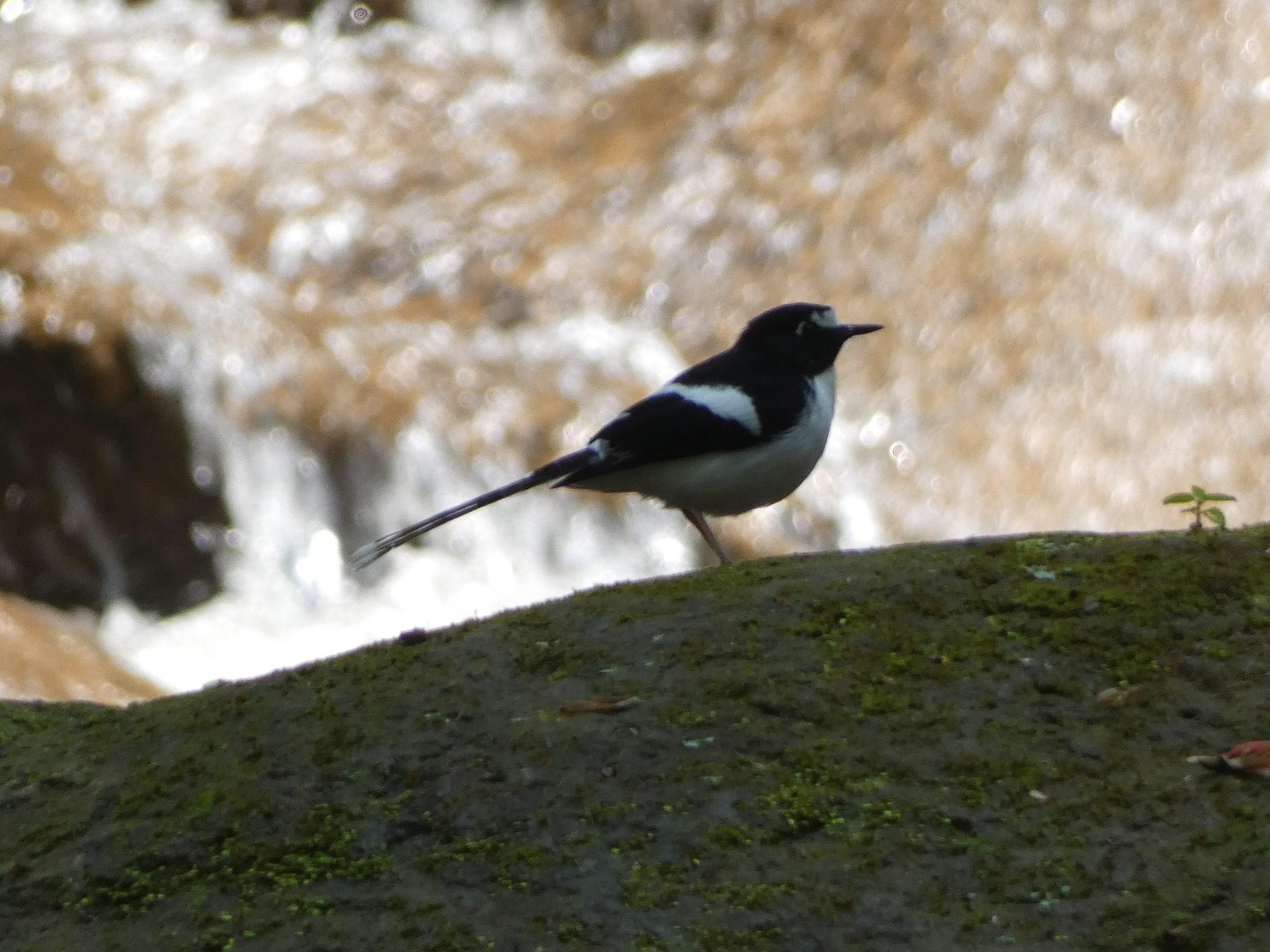 Black-backed Forktail