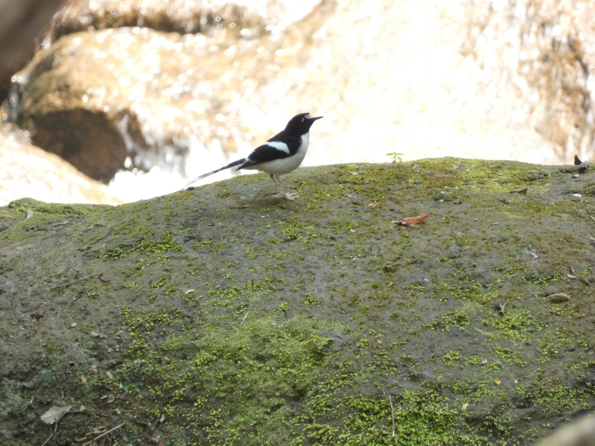 Black-backed Forktail
