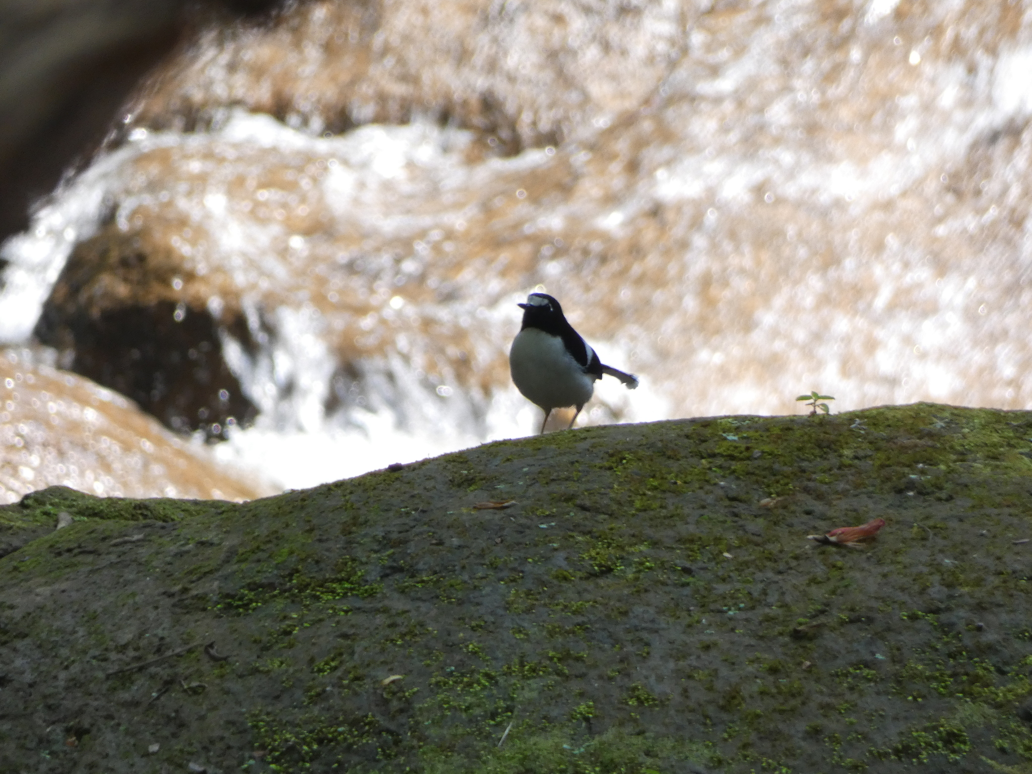 Black-backed Forktail