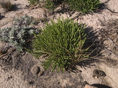 Passerina montana