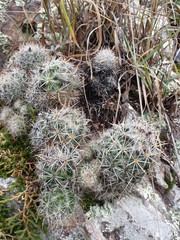 Escobaria organensis