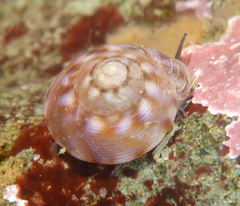 Tegula pulligo