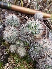 Escobaria organensis