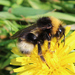 Forest Cuckoo Bumble Bee - Photo (c) Owen Beckett, some rights reserved (CC BY-NC-ND), uploaded by Owen Beckett