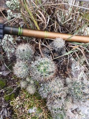 Escobaria organensis