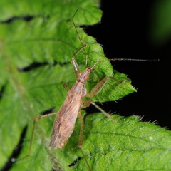 Nabis rufusculus