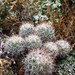 Escobaria organensis - Photo 由 Chloe Gemoets 所上傳的 (c) Chloe Gemoets，保留部份權利CC BY-NC