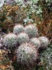 Organ Mountains Foxtail Cactus - Photo (c) Chloe Gemoets, some rights reserved (CC BY-NC), uploaded by Chloe Gemoets