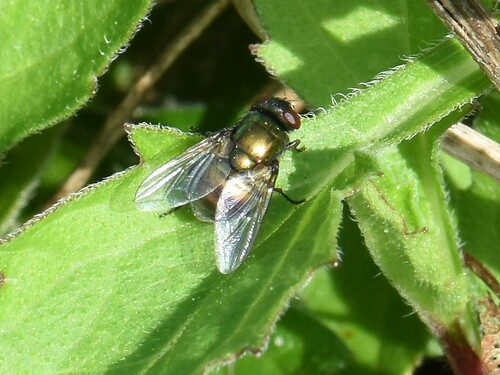 Small False Greenbottle, Groesbeek, Nederland, photo 10 of 10