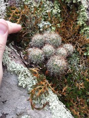 Escobaria organensis