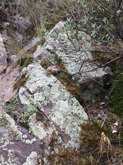 Escobaria organensis