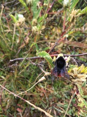 Bombus coccineus