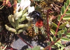 Bombus coccineus