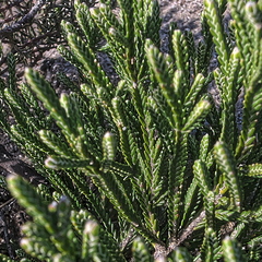 Passerina montana