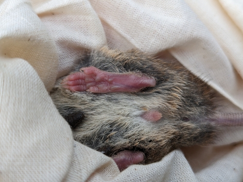 Australian Pale Field Rat