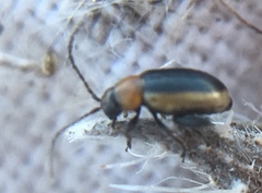 Longitarsus dorsalis